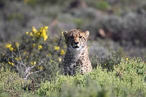 Sanbona Wildlife Reserve