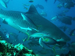 The Pearl Resort & Spa