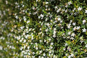 Park Avenue - Forest Hill