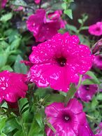 Gramercy Mansion B&B