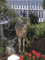 Olallieberry Inn B&B