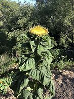 Olallieberry Inn B&B