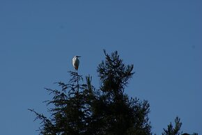 Olallieberry Inn B&B