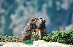 Residence Pierre & Vacances Premium Les Alpages de Reberty