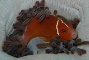 Kosrae Nautilus Resort