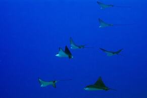 Kosrae Nautilus Resort