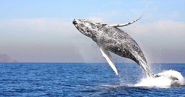 Comfort Inn Hyannis - Cape Cod