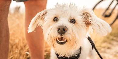 Damp Ostsee Resort & Ferienpark