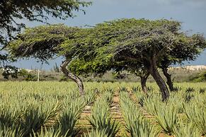 voco Surfside Aruba by IHG