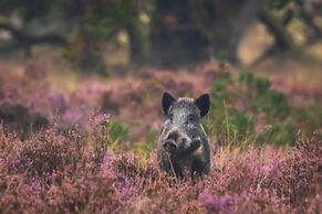 Veluwe Hotel de Beyaerd