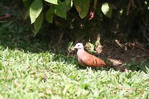 Arenal Country Inn