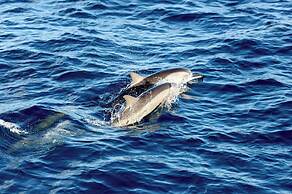 Sheraton Maldives Full Moon Resort & Spa