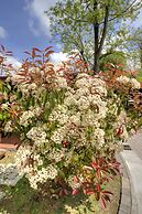 Flaminio Village Bungalow Park - Campground