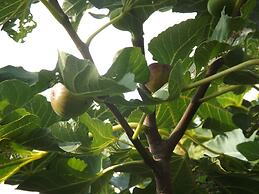 Helios Hotel Pension