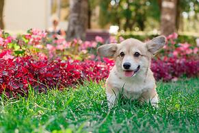 Rabbit Resort Pattaya