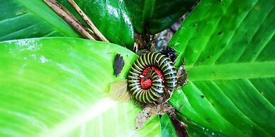 Socia/tel Amazon Tena