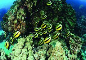 Mövenpick Resort Taba