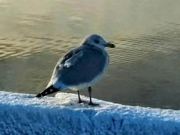 Braeside Country Inn