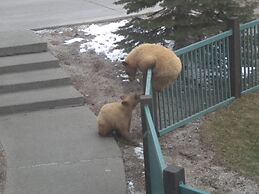 Mountainback at Mammoth