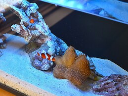 Bayside Hotel Azur Takeshiba Hamamatsucho