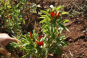 Masseria Chiancone Torricella