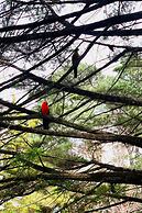 Falls Mountain Retreat