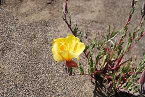 Alto Calafate Hotel Patagonico