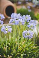 Can Jaume by Ocean Drive