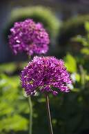 Star of the Sea Guest House