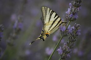 Villa Campestri Olive Oil Resort