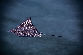 Hotel Bocas del Toro