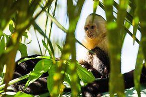 Arenas Del Mar Beachfront & Rainforest Member of the Cayuga Collection