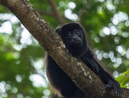Arenas Del Mar Beachfront & Rainforest Member of the Cayuga Collection