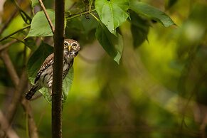 Arenas Del Mar Beachfront & Rainforest Member of the Cayuga Collection
