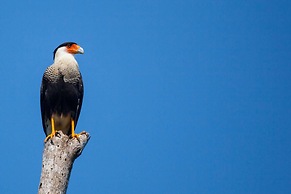 Arenas Del Mar Beachfront & Rainforest Member of the Cayuga Collection