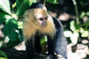 Arenas Del Mar Beachfront & Rainforest Member of the Cayuga Collection