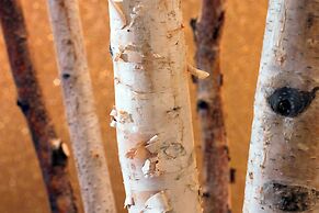 The Westin Chicago North Shore