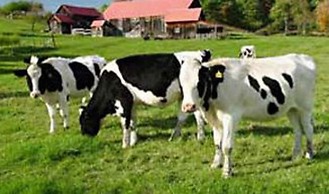 Arlington's West Mountain Inn