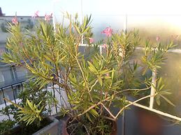 Nafsika Hotel Athens Centre