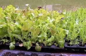 Narittaya Resort and Spa