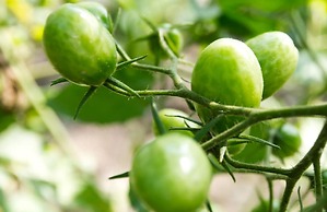 Narittaya Resort and Spa