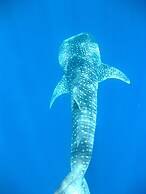 LUX* South Ari Atoll