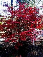 The Cottage Bed & Breakfast