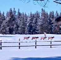 DiamondStone Guest Lodges