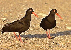 Cape St Francis Resort