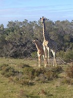 Cape St Francis Resort