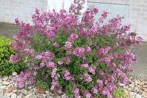 The Village Inn Harrisonburg