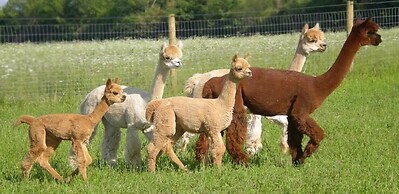 1851 Historic Maple Hill Manor B&B