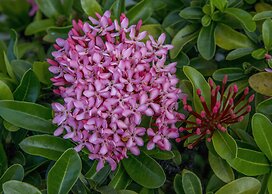 Aquarius Vacation Club at Dorado del Mar