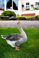 Harvey's Point Hotel